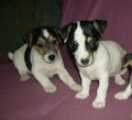 TATA JACK RUSSELL TERIER