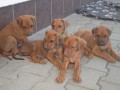 Rhodéský ridgeback – štěňata s PP