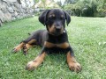 Beauceron – štěně fenka