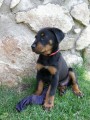 Beauceron – štěně pejsek