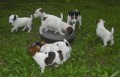 Jack Russel Terier