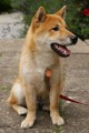 Prodm pejska Shiba-inu