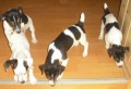 Jack Russel Terier