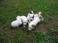 Prodm tata jack russel teriera