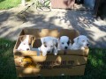 Prodm tata jack russel teriera