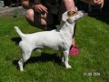 Jack Russel Terier bez PP ke kryt - Zln/Valask Mezi 