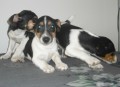 Jack Russel Terier