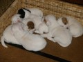 Jack Russell terir bez PP