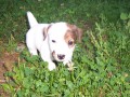 Jack Russell terir - ttka bez PP