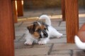 JRT s PP