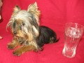 Yorkshire terrier