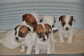 Jack Russell terir