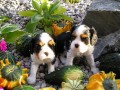 Kavalr King Charles Spaniel