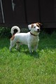 Daruji kence Jack Russell terira