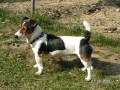 Jack Russel Terier - kryt