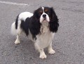 kavalr king charles spanel ke kryt