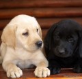štěnátka labradora