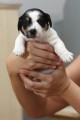Prodm tata jack russell terriera s PP