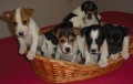 jack russel terier