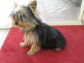 Yorkshire terrier