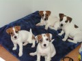 tata Jack Russell Terrier s PP