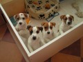 tata Jack Russell Terrier s PP