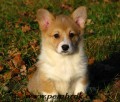 welsh corgi pembroke