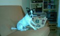 Prodm JACK RUSSELL TERRIER