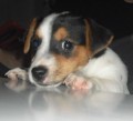 Jack Russel Terir