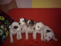 jack russell terier tntka na prodej
