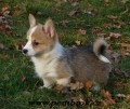 welsh corgi pembroke