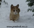 welsh corgi pembroke