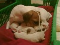 Jack russel terir ttka