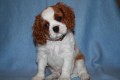 Kavalr king charles panl