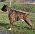BOXER darujeme