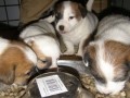 ttka JRT (jack russell terier) s PP