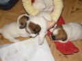 ttka JRT (jack russell terier) s PP