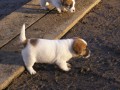 tata JRT (jack russell terir) s PP