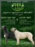Irský vlkodav štěňátka : Irish Wolfhound Puppies
