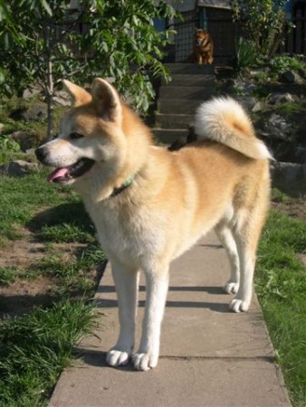 ZUI REI AKITA INU OF CACIC