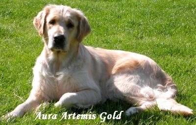 AURA ARTEMIS GOLD