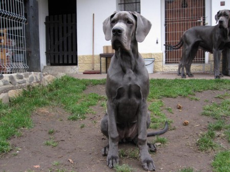 Cameron Dog Czech