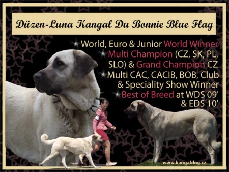 Multi CH. Dzen - Luna Kangal du Bonnie Blue Flag