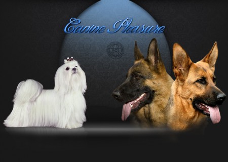CANINE PLEASURE