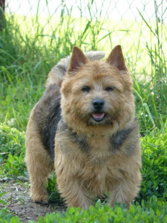 CH.CLARISS Terry-Westie-barva black and tan