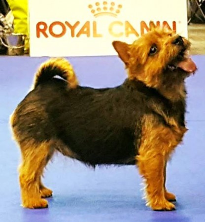 J.CH.CHARISMA Terry-Westie,barva černá s pálením J.CH.CHARISMA Terry-Westie,barva černá s pálením