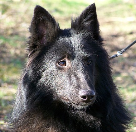 Obrázek “http://www.cz-pes.cz/katalog/img/t21521182526956.jpg” nelze zobrazit, protože obsahuje chyby.