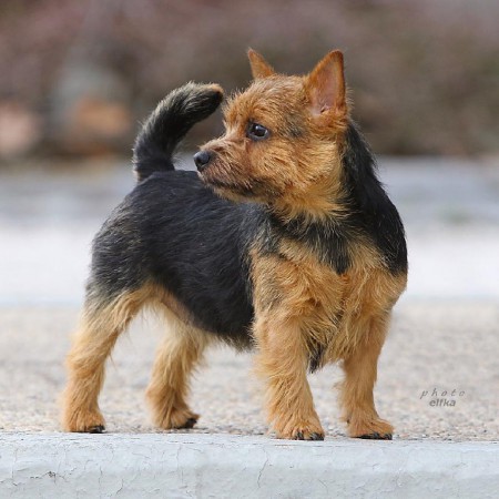 J.CH.CHARISMA Terry-Westie,barva černá s pálením J.CH.CHARISMA Terry-Westie,barva černá s pálením