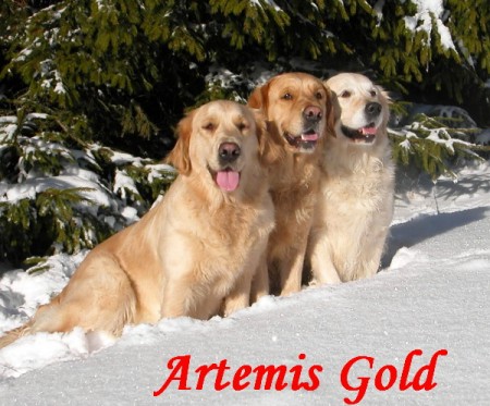 ARTEMIS GOLD