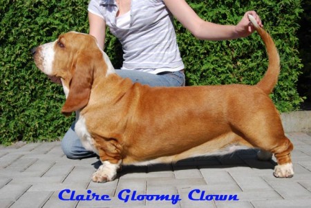 GLOOMY CLOWN - BREEDER OF BASSET HOUNDS